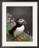 Puffin Portrait, Great Saltee Is, Ireland Prints by Pete Oxford