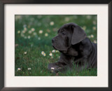 Black Neopolitan Mastiff Puppy Lying in Grass Prints by Adriano Bacchella