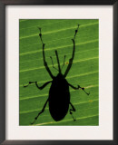 Weevil Silhouette Through Leaf, Sulawesi, Indonesia Poster by Solvin Zankl