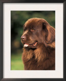 Brown Newfoundland Portrait Posters by Adriano Bacchella