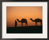 Dromedary Camels with Handler at Dawn, Rajasthan, India Poster by Ingo Arndt