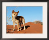 Dingo on Sand Dunes, Northern Territory, Australia Prints by  Bartussek