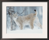 European Lynx in Birch Forest in Snow, Norway Prints by Pete Cairns