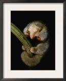 Pygmy Anteater Resting, Guyana, South America, Note Claws for Climbing Posters by Pete Oxford