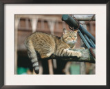 Domestic Cat Poster by  Reinhard