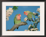 Pair of Peach-Faced Lovebirds Posters by Petra Wegner
