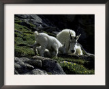 Wild Goats, Boulder Prints by Michael Brown