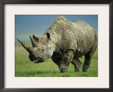 Black Rhino Portrait, Ngorongoro Nr, Tanzania Prints by Staffan Widstrand