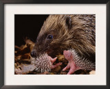 Hedgehog Carrying Newborn to New Nest (Erinaceus Europaeus), UK Posters by Jane Burton