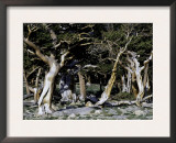 Trees in Boulder Posters by Michael Brown
