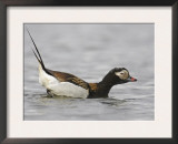 Long-Tailed Duck (Clangula Hyemalis) Male Leaning Forward in Water, Iceland Posters by Markus Varesvuo