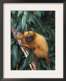 Golden Lion Tamarin Posters by Tony Heald