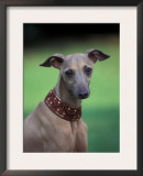 Fawn Whippet Wearing a Collar Poster by Adriano Bacchella