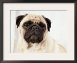 Pug Dog Prints by  Steimer