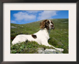 Springer Spaniel, Scotland, UK Art by Pete Cairns