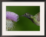 Magnificent Hummingbird, Adult Feeding on Garden Flowers, USA Prints by Dave Watts