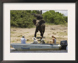 Tourists Watching African Elephants, from Boat, Chobe National Park, Botswana, Africa Prints by Tony Heald