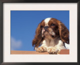 King Charles Cavalier Spaniel Adult Portrait Art by Adriano Bacchella