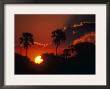 Palm Trees Silhouetted at Sunset, Okavango Delta, Botswana Prints by Pete Oxford