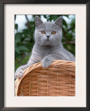 British Blue Shorthair Cat Poster by De Meester