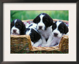 English Springer Spaniel Prints by Adriano Bacchella