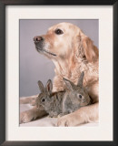 Golden Retriever, and Young Domestic Rabbits Prints by De Meester