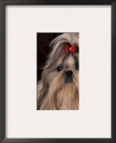 Shih Tzu Portrait with Hair Tied Up, Showing Length of Facial Hair Poster by Adriano Bacchella