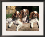 Three King Charles Cavalier Spaniel Puppies on Log Prints by Adriano Bacchella