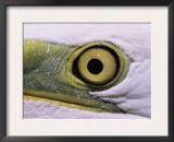 Great Egret, Close up of Eye, Pusztaszer, Hungary Posters by Bence Mate