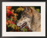 Grey Wolf, Head Profile, Montana, USA Posters by Lynn M. Stone