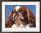 King Charles Cavalier Spaniel Adult Portrait Prints by Adriano Bacchella