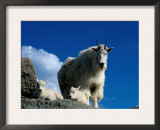 Wild Goats, Boulder Posters by Michael Brown