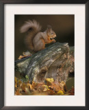 Red Squirrel, Autumn, Cairngorms National Park, Scotland Print by Pete Cairns