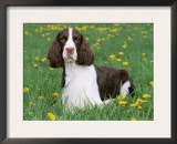 English Springer Spaniel, Illinois, USA Posters by Lynn M. Stone