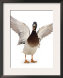 Male Mallard Flapping Wings and Calling (Anas Platyrhynchos), UK Posters by Jane Burton