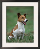 Jack Russell Terrier Posters by Petra Wegner