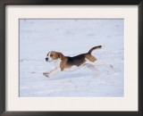 Beagle Running Through Snow, USA Art by Lynn M. Stone