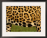 Close up of Belly of Jaguar, Mato Grosso, Pantanal, Brazil Posters by Staffan Widstrand