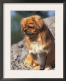 Tibetan Spaniels Sitting on Rocks and Looking Down Print by Adriano Bacchella