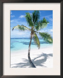 Beach with Coconut Palm (Cocos Nucifera) La Digue, Seychelles Art by  Reinhard