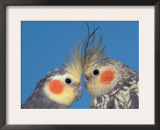 Pair of Cockatiels Art by Petra Wegner