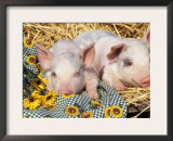 Two Domestic Piglets, Mixed-Breed Posters by Lynn M. Stone