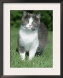 Pregnant Domestic Cat Prints by De Meester