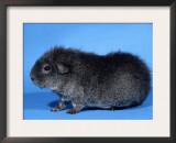 Rex Guinea Pig Print by Petra Wegner