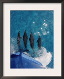 Atlantic Spotted Dolphins (Stenella Frontalis) Bowriding Bahamas Art by Jurgen Freund