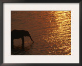 African Elephant, Drinking at Dusk, Chobe National Park, Botswana Posters by Pete Oxford