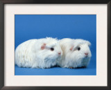 Two White Coronet Guinea Pigs Prints by Petra Wegner