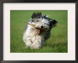 Polish Lowland Sheepdog Running Poster by Petra Wegner