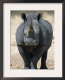 White Rhinoceros, Etosha National Park Namibia Southern Africa Prints by Tony Heald