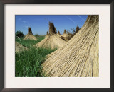 Harvested Common Reed, Lake of Neusiedl, Austria Prints by Rolf Nussbaumer